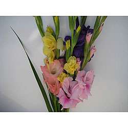 Simply Glads Gladiolus Bouquet  