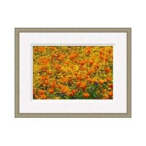 Poppies Goldfields Lancaster California Framed Giclee Print  