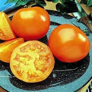  Husky Gold Tomato 4 Plants   Produces Until Frost Patio 