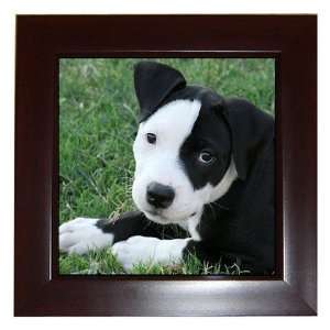  American Pit Bull Puppy Dog Framed Tile G0013 Everything 