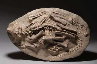 Genuine fossilized psittacosaurus dinosaur fossil 125MY  