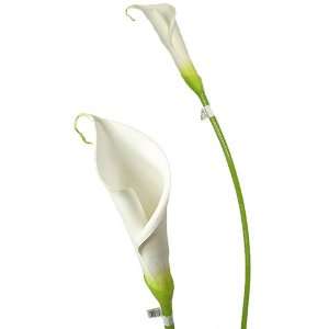   27 Elegant Calla Lily Wedding White Single Stem 027: Home & Kitchen