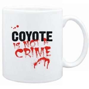   White  Being a  Coyote is not a crime  Animals