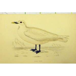  C1880 Ivory Gull Sea Bird C1880 Hand Coloured Old Print 