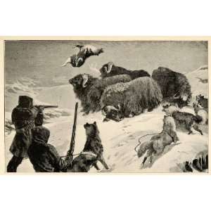  1899 Print Hunting Musk Oxen Arctic Adventure G. Firth 