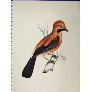  Black Brown Bird 1977 Larousse Animal Portrait Print