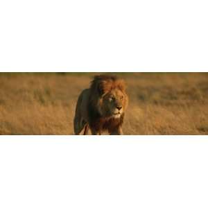  Vantage Point Concepts Male Lion in Duba Plains National 