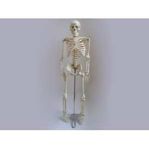 HUMAN SKELETON MODEL (33) W/ RUBBER NERVES AND DISCS:  