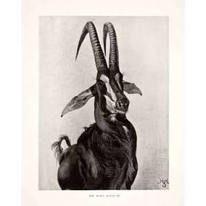  1898 Print Sable Antelope British Central Africa Sir Harry 