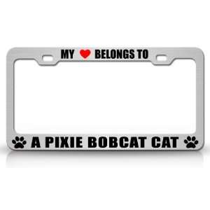 MY HEART BELONGS TO A PIXIE BOBCAT Cat Pet Auto License Plate Frame 