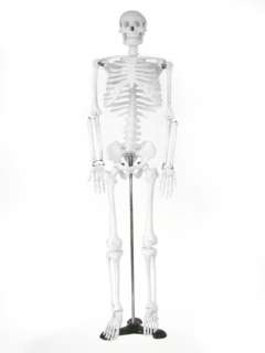 menschliches Modell Skelett ANATOMIE *85cm* Knochen NEU  