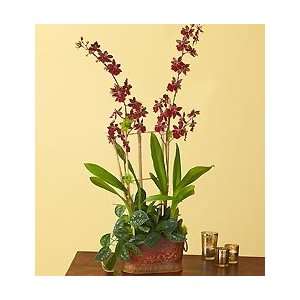 Flowers by 1800Flowers   Crimson Shadow Orchid  Grocery 
