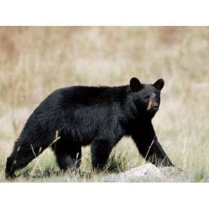 Black Bear (Ursus Americanus), Outside Glacier National Park, Montana 