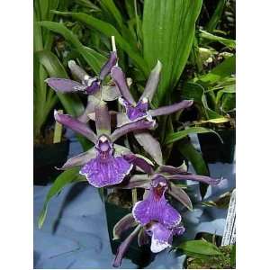 Hard to find Bollopetalum Midnight Blue orchid seedling  