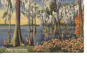 Cypress Trees in Florida Cypress Gardens, 1956, Used  