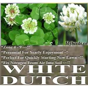  10,000 White Dutch Clover Seeds nectar source for bees and 