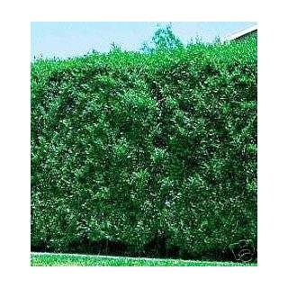  Viburnum Sweet Odoratissimun Hedge/Shrub ~2 plants per pot 