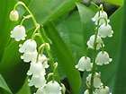 oz LILY OF THE VALLEY CANDLE AND SOAP FRAGRANCE OIL