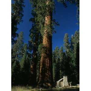  Giant Sequoia Tree Towers over a Rustic Museum Building 