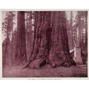  1893 Print Giant Sequoia Tree Mariposa Grove Yosemite 