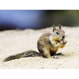  Beecheys Ground Squirrel, Feeding on Ground, California 
