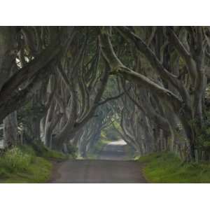  Tree Lined Road known as the Dark Hedges Near Stanocum 
