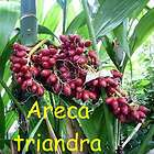 live seedlings areca triandra rare bamboo stem palm tree