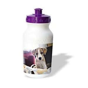  Photography Dog   1 months old puppy waits in bed   Water Bottles