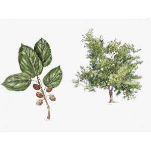  White Mulberry (Morus Alba) Plant with Flower, Leaf and 