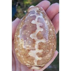   Cyprea Mappa Cowrie Seashell Pink Sea Shell Decor