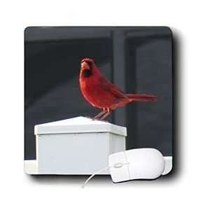   Florene Birds   Red Cardinal On White Fence   Mouse Pads: Electronics