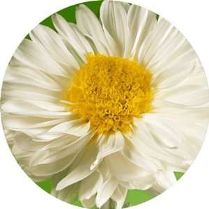 com White Yellow Flowers Art   Fridge Magnet   Fibreglass reinforced 